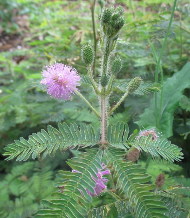 Image of Mimosa pudica specimen.