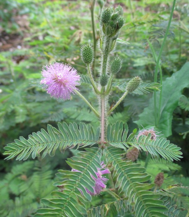 Изображение особи Mimosa pudica.