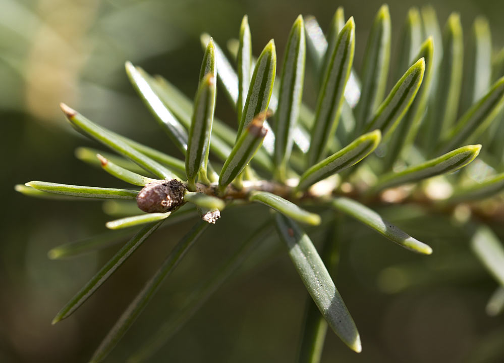 Изображение особи Abies cephalonica.