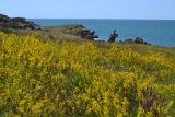 Galium verum. Аспект цветущих растений в приморской степи. Крым, Керченский п-ов, Караларская степь. 09.06.2016.