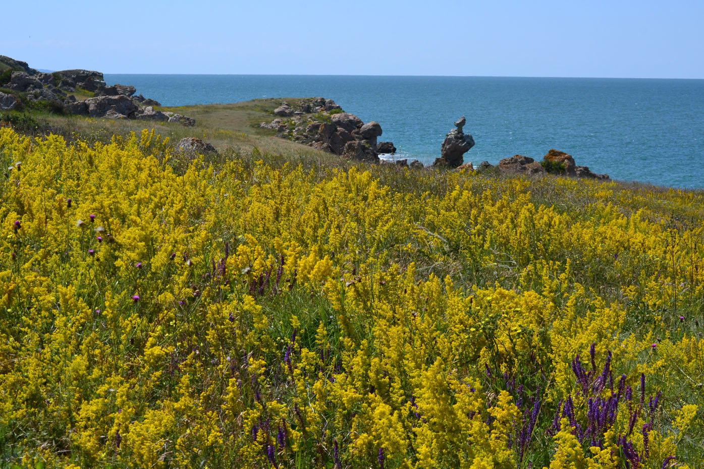 Image of Galium verum specimen.