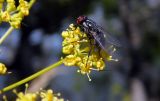 род Peucedanum. Зонтичек с кормящейся мухой. Республика Адыгея, Майкопский р-н, ок. 3 км к северу от пос. Гузерипль, восточный склон горы Казачья, выс. ок. 1200 м н.у.м., луг. 23.07.2016.