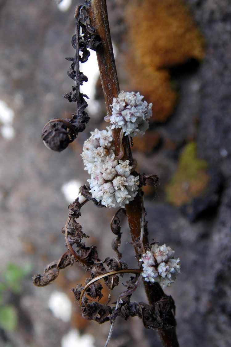 Image of Cuscuta planiflora specimen.