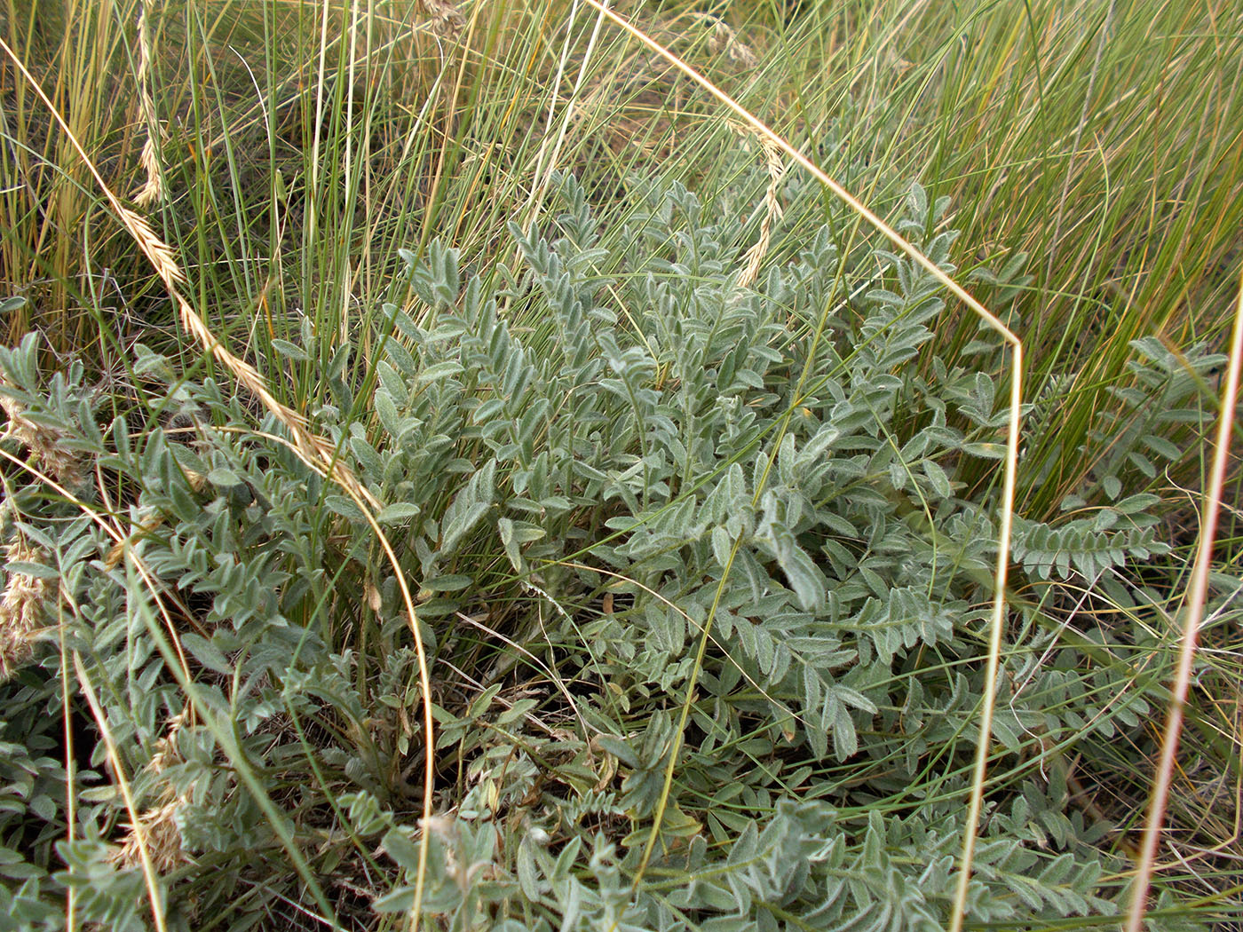 Изображение особи Astragalus sareptanus.