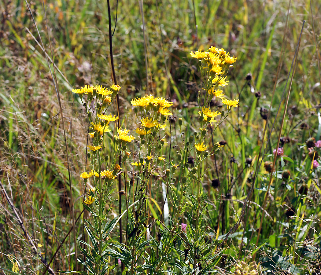 Изображение особи Hieracium umbellatum.