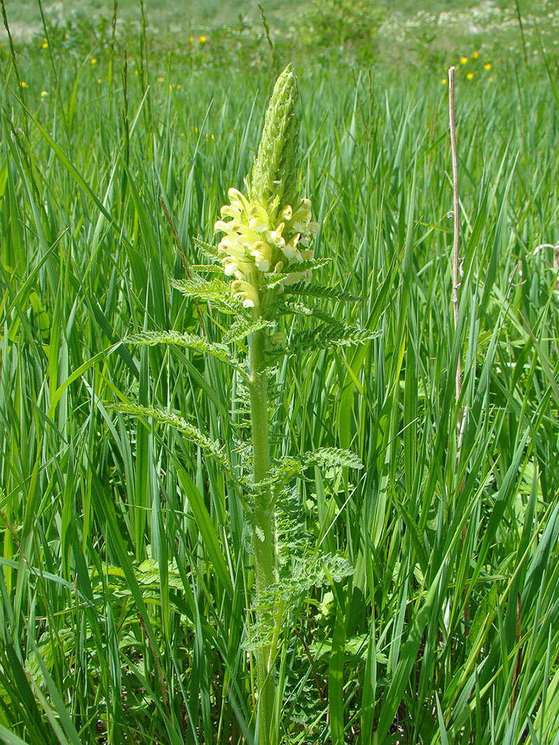 Изображение особи Pedicularis kaufmannii.