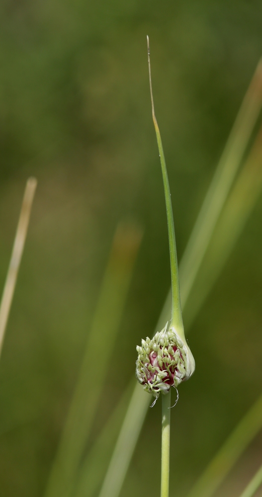 Image of Allium longicuspis specimen.