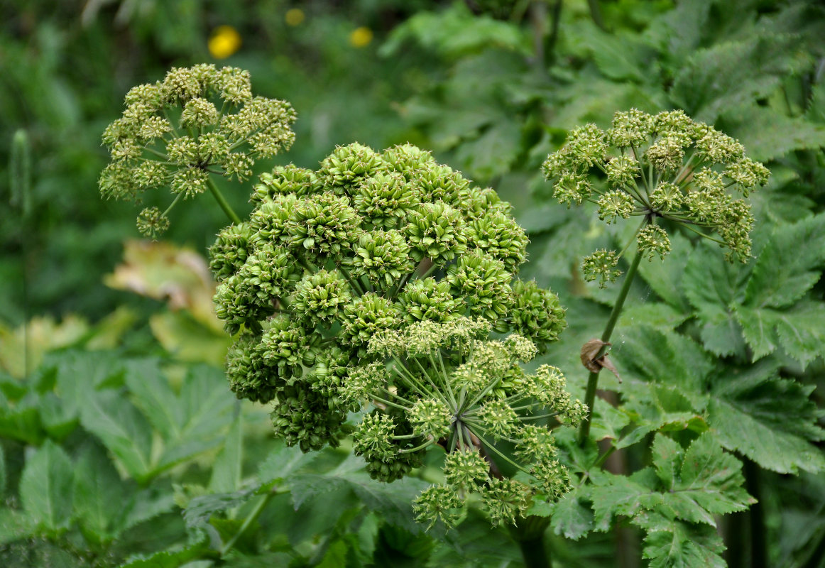 Изображение особи Archangelica officinalis.