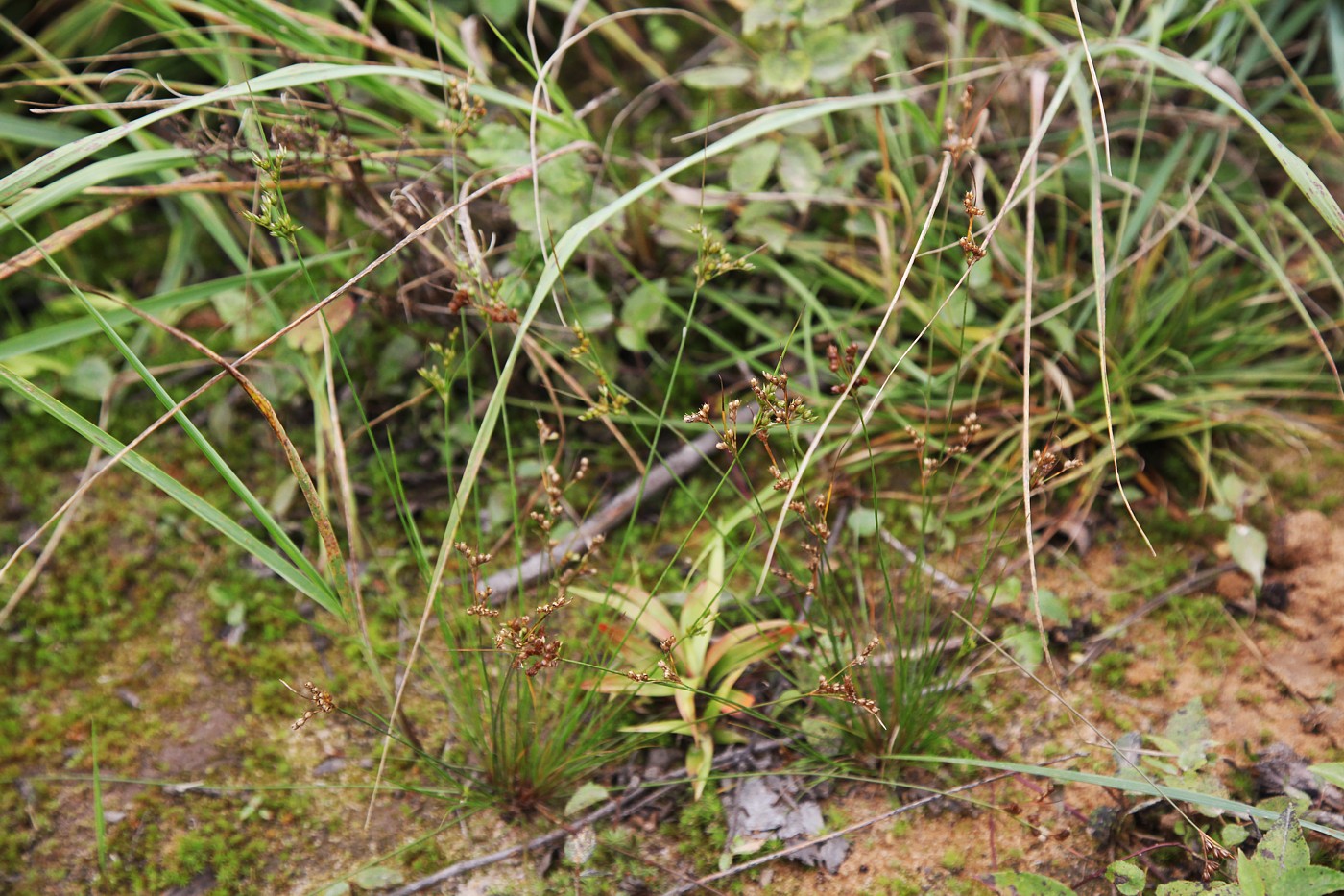 Изображение особи Juncus tenuis.