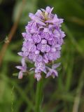 Dactylorhiza baltica