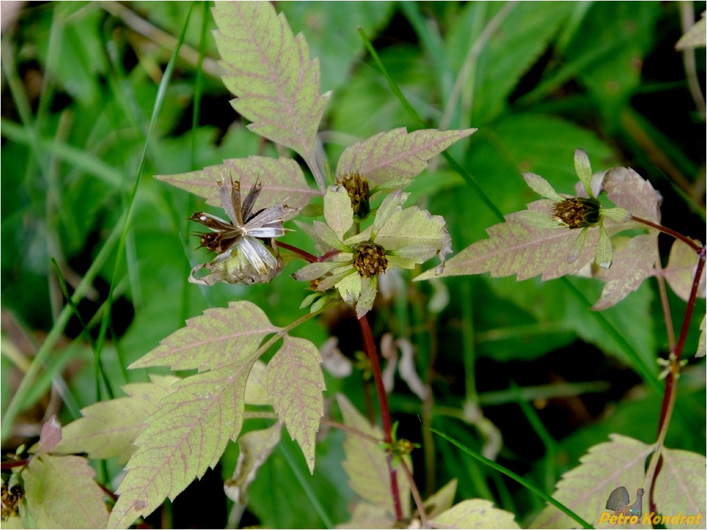 Изображение особи Bidens frondosa.