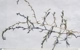 Petrosimonia triandra