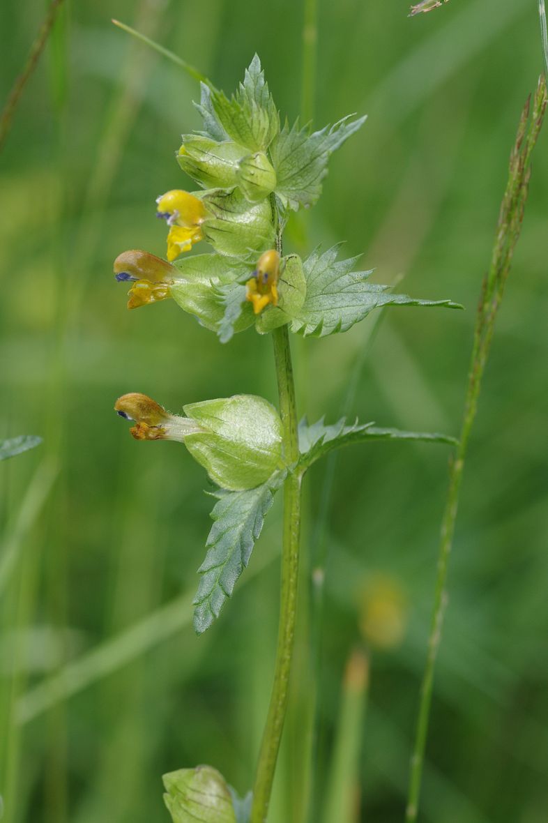 Изображение особи Rhinanthus minor.