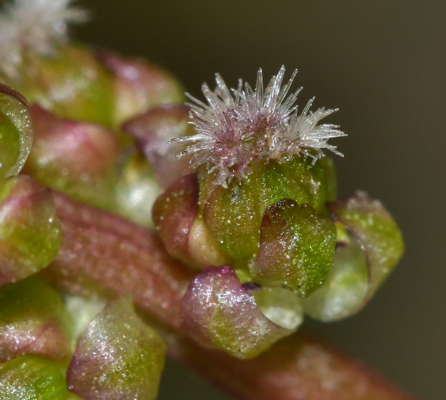 Image of Triglochin asiatica specimen.