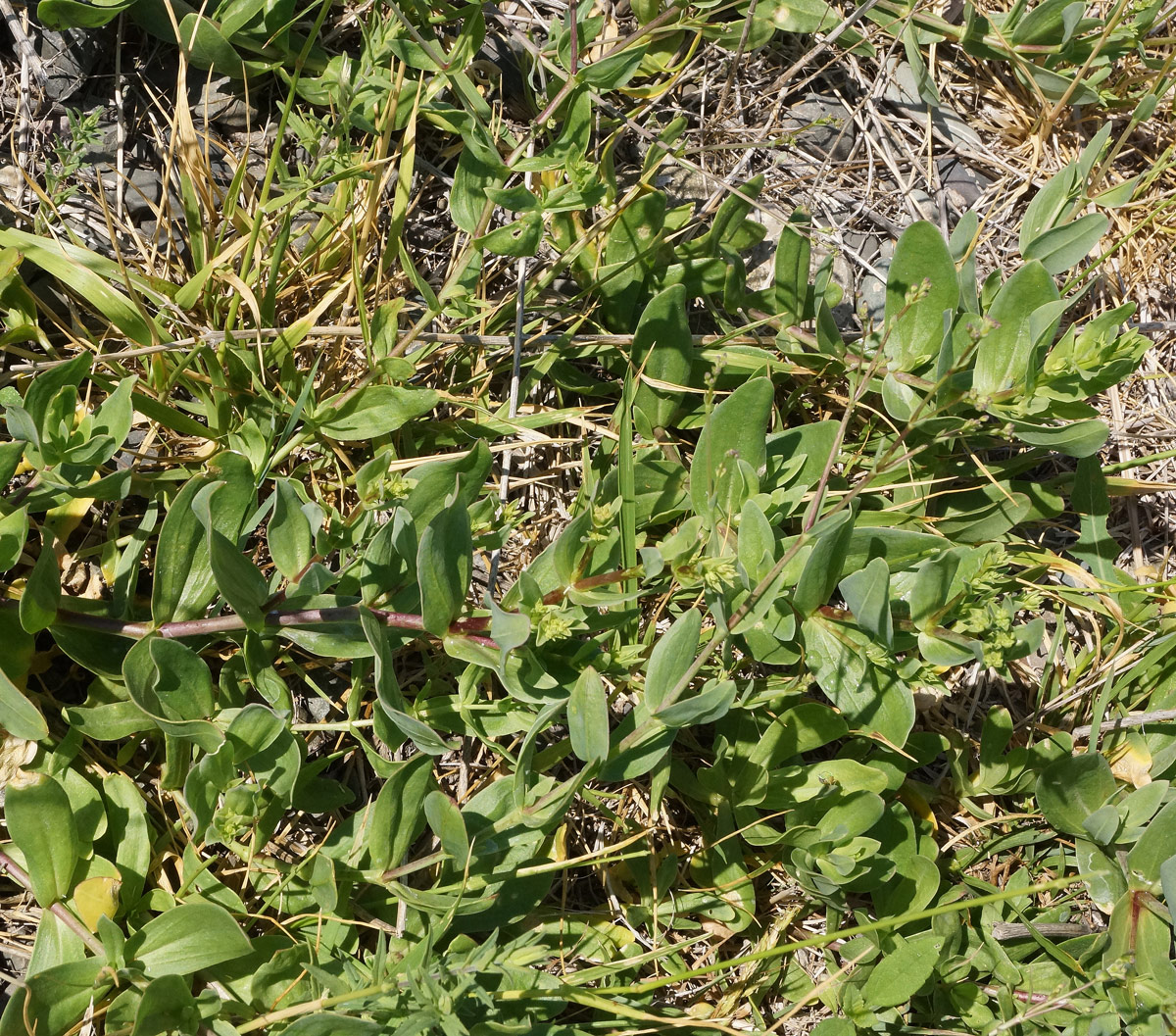 Image of Gypsophila perfoliata specimen.