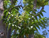 Ailanthus altissima