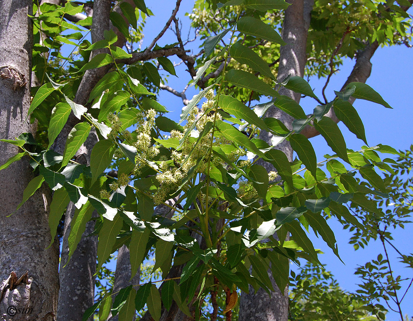 Изображение особи Ailanthus altissima.