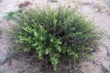 Artemisia arenaria