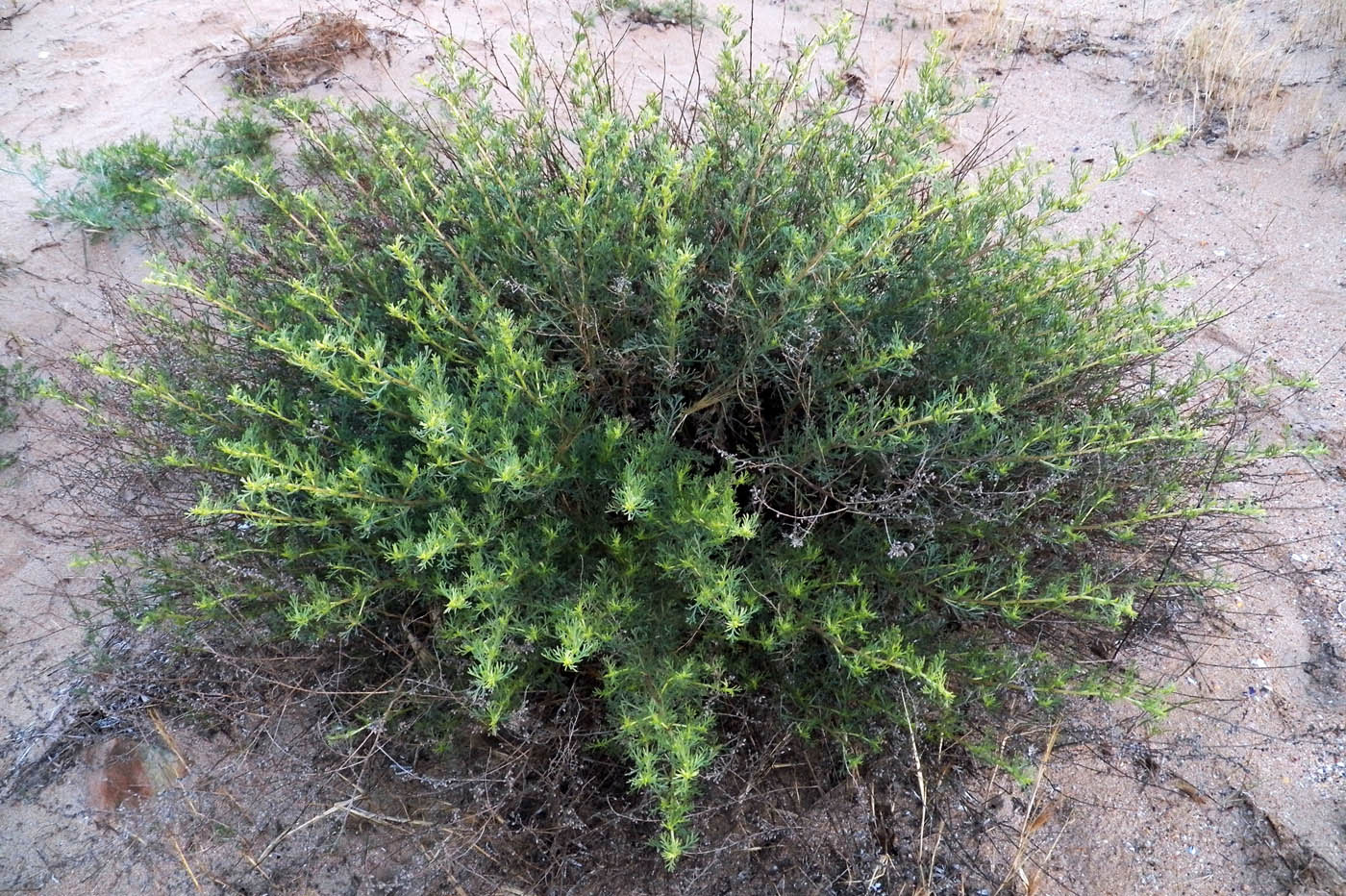 Изображение особи Artemisia arenaria.