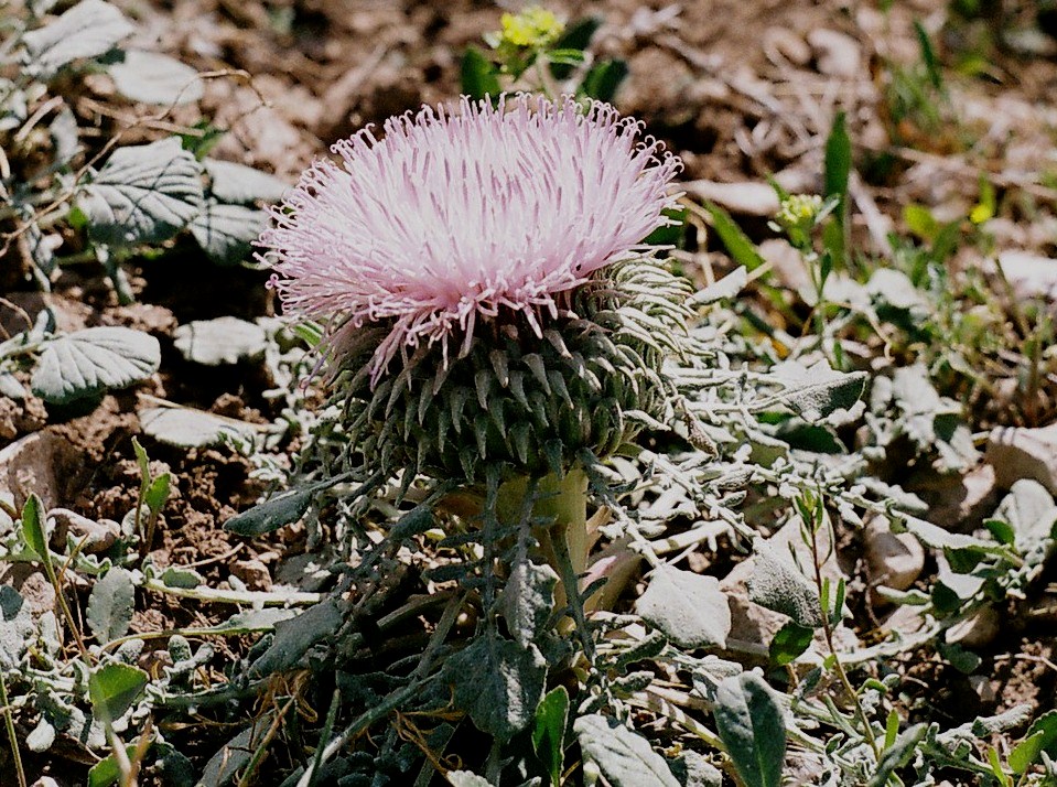 Image of Jurinella subacaulis specimen.