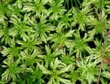genus Sphagnum. Верхушки побегов гаметофитов. Московская обл., Раменский р-н, окр. ж.-д. платформы Хрипань, смешанный лес у ЛЭП. 27.08.2006.