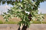 Elaeagnus angustifolia. Верхушка ветви. Армения, Эчмиадзинский монастырь, в культуре. 01.05.2013.