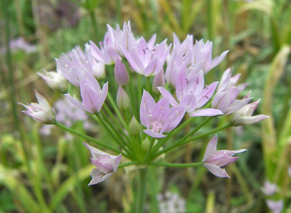 Image of Allium unifolium specimen.
