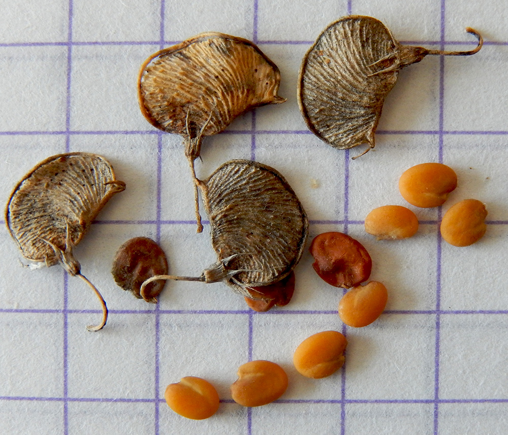 Image of Melilotoides cretacea specimen.