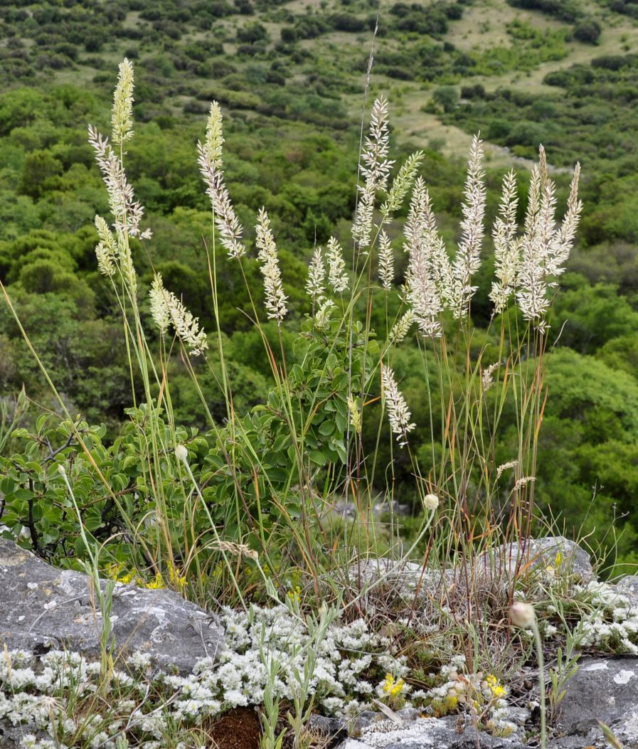 Image of Koeleria macrantha specimen.