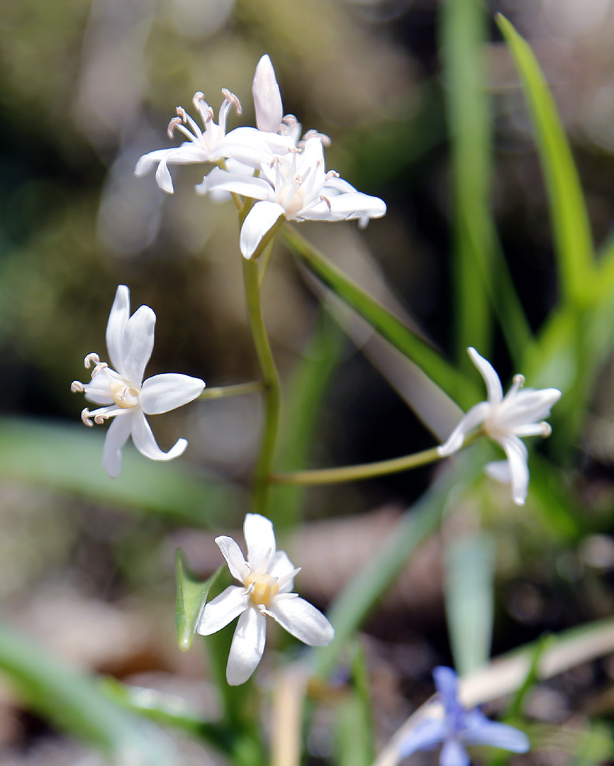 Image of Scilla bifolia specimen.