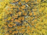 Xanthoria parietina