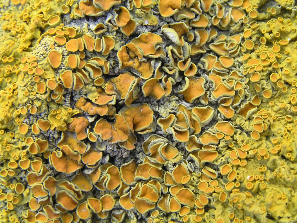 Image of Xanthoria parietina specimen.