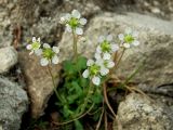 Micranthes merkii