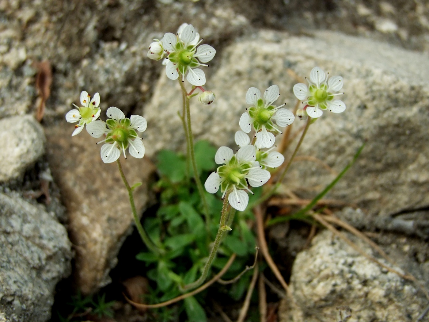 Изображение особи Micranthes merkii.