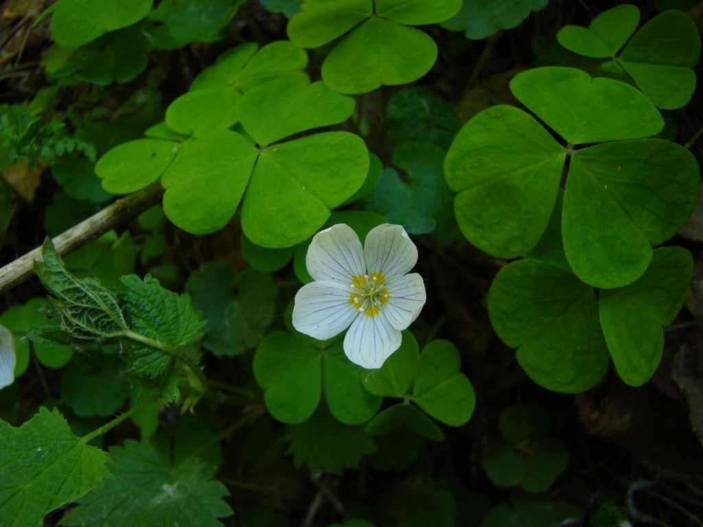 Изображение особи Oxalis acetosella.