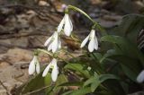 Galanthus woronowii