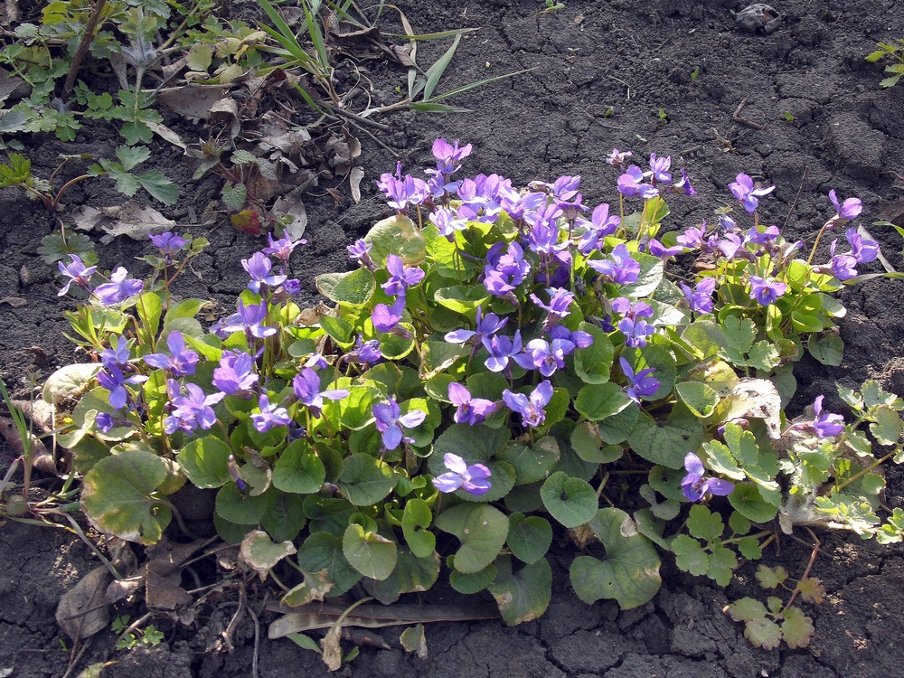 Image of Viola odorata specimen.