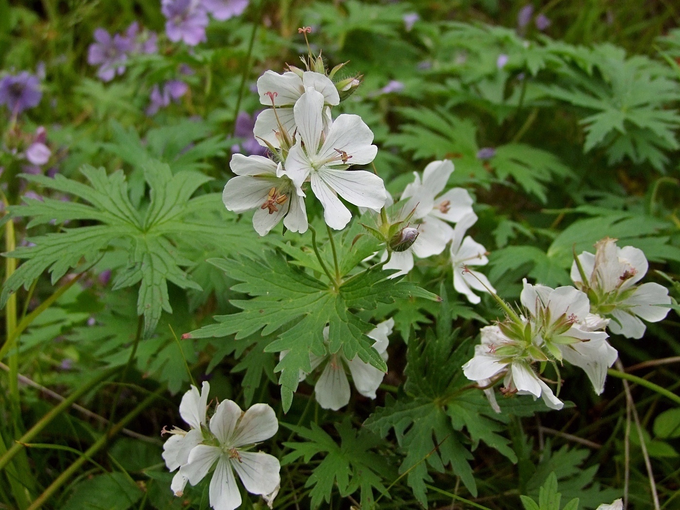 Image of Geranium erianthum specimen.