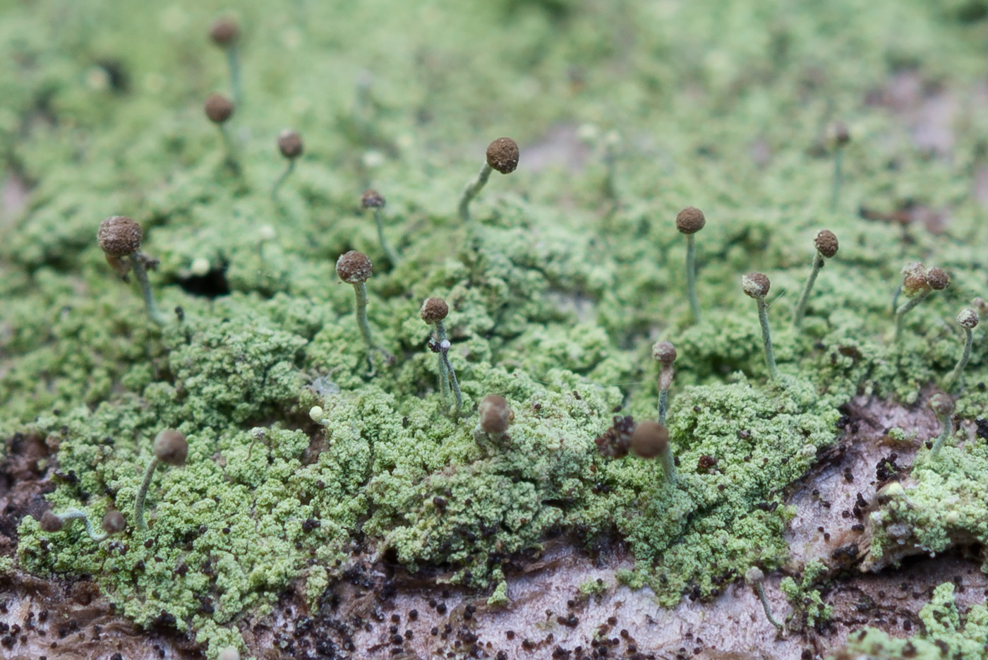 Image of Chaenotheca furfuracea specimen.