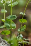 Arabis nordmanniana