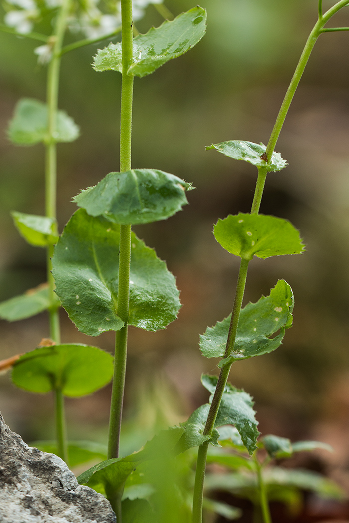 Изображение особи Arabis nordmanniana.