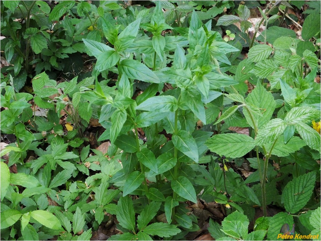 Image of genus Epilobium specimen.