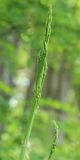 Asparagus officinalis