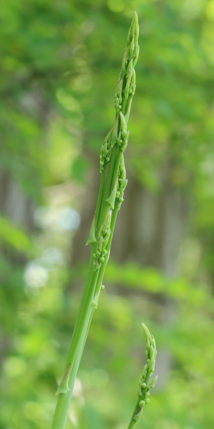 Изображение особи Asparagus officinalis.