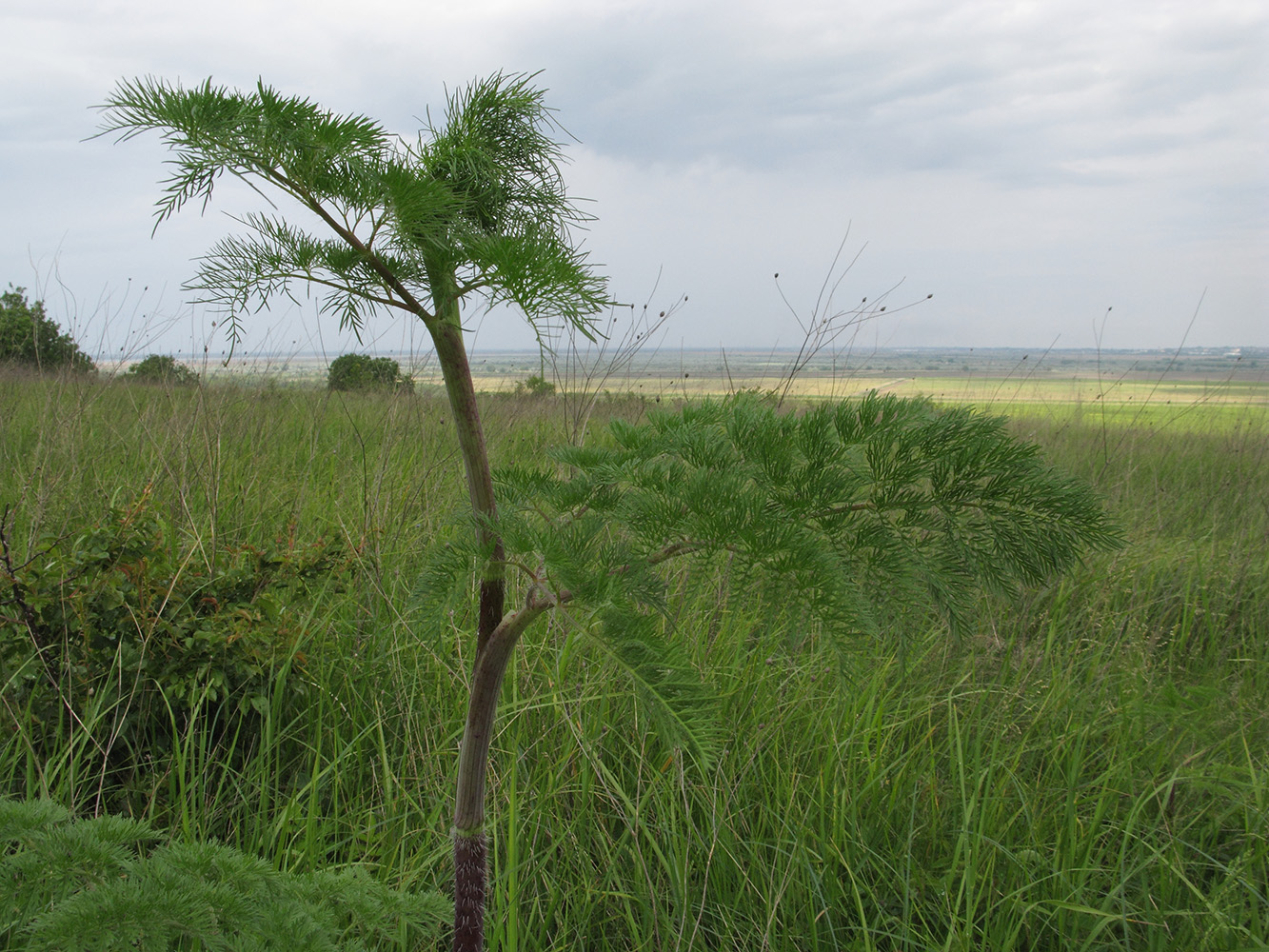 Изображение особи Chaerophyllum bulbosum.