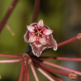 Hoya carnosa