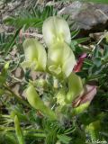 Astragalus utriger