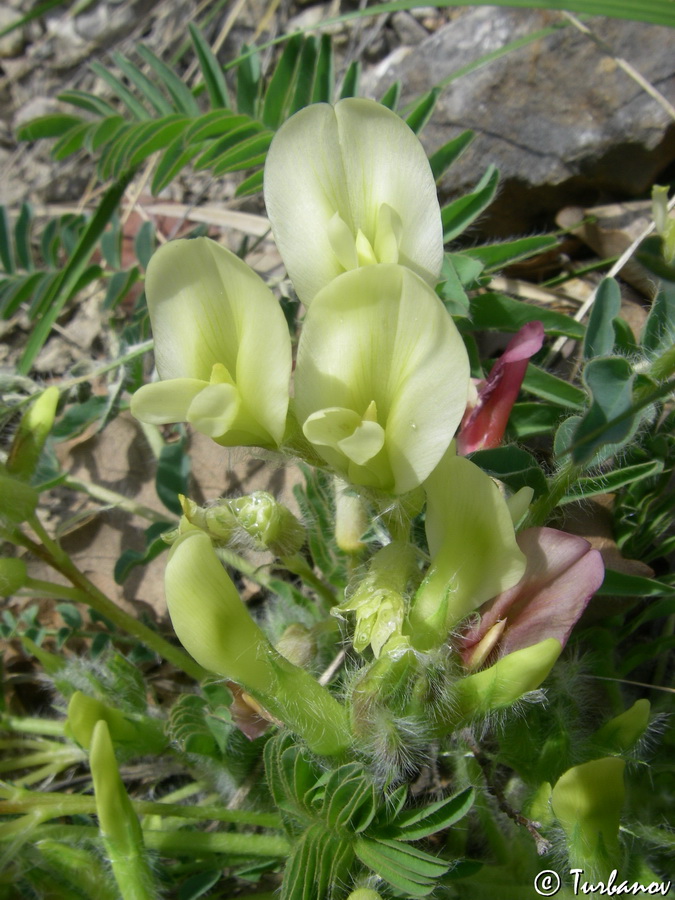 Image of Astragalus utriger specimen.