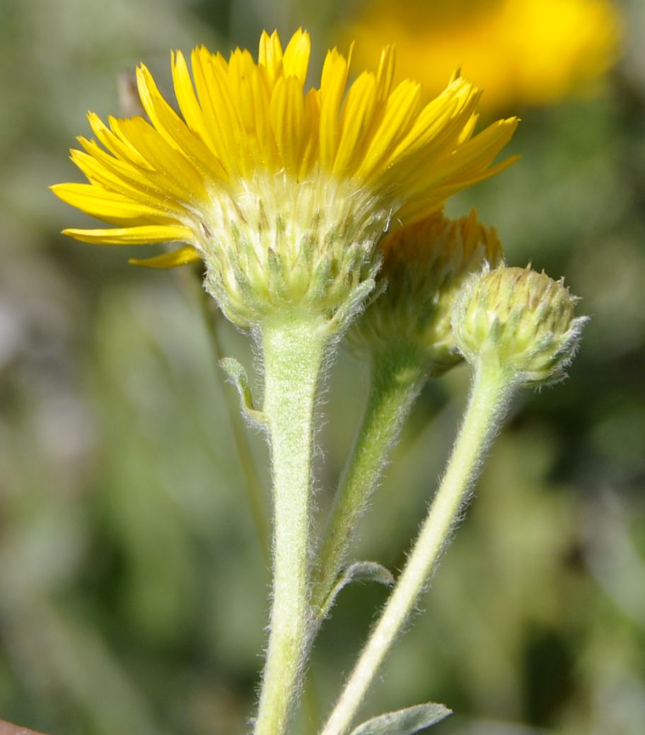 Image of Inula oculus-christi specimen.