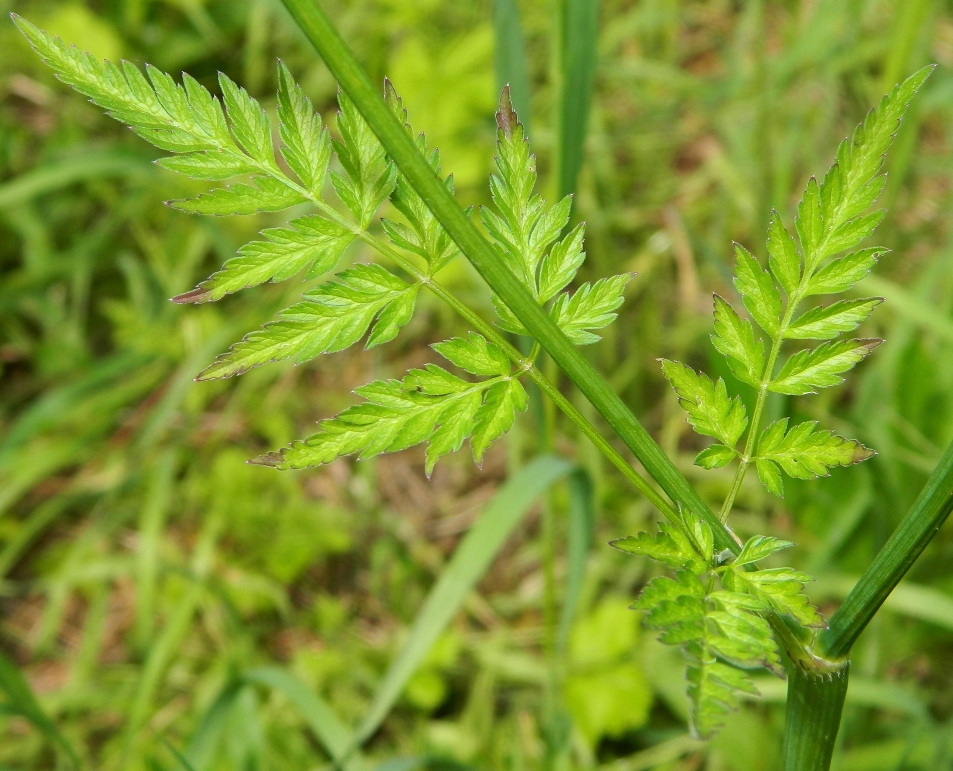 Image of Anthriscus sylvestris specimen.